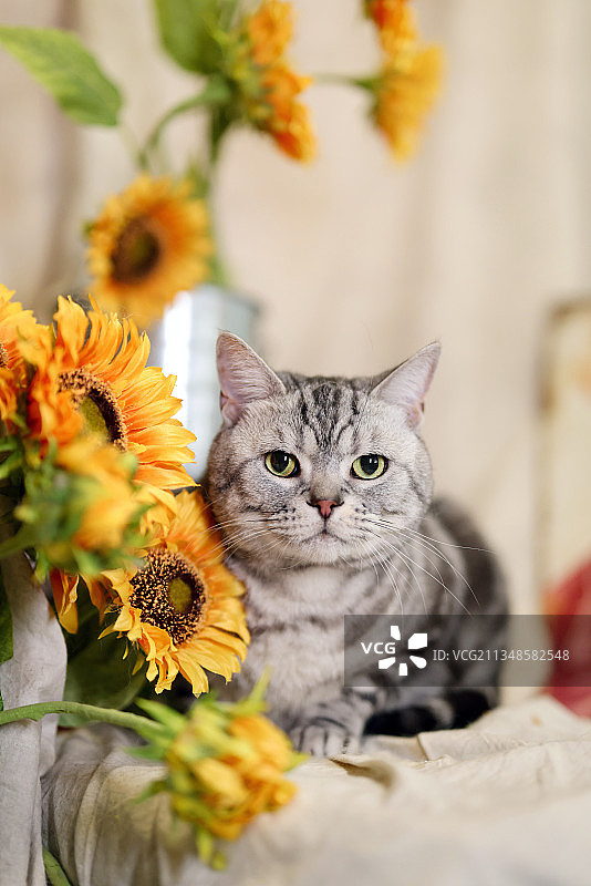 向日葵边的美国短毛猫图片素材