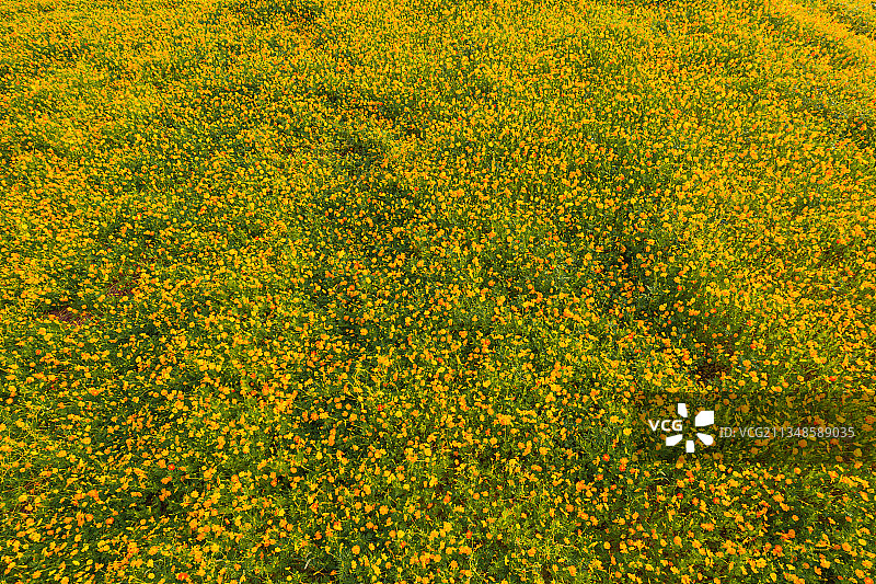 秋分的金鸡菊花田图片素材