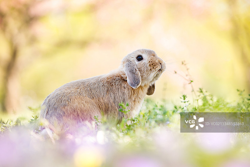 花海里的兔子图片素材