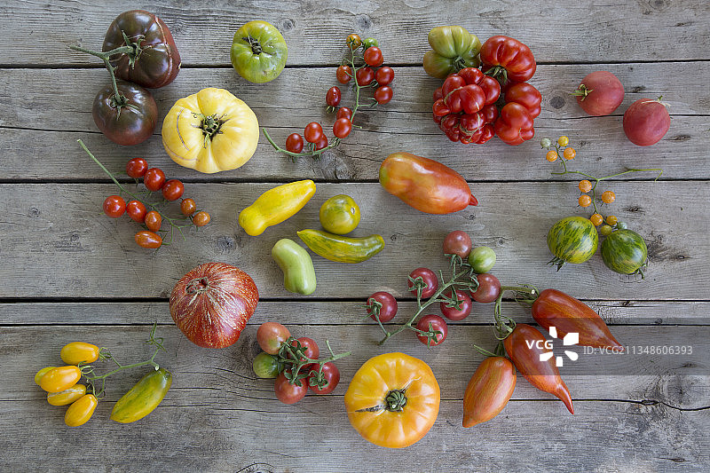 番茄品种图片素材