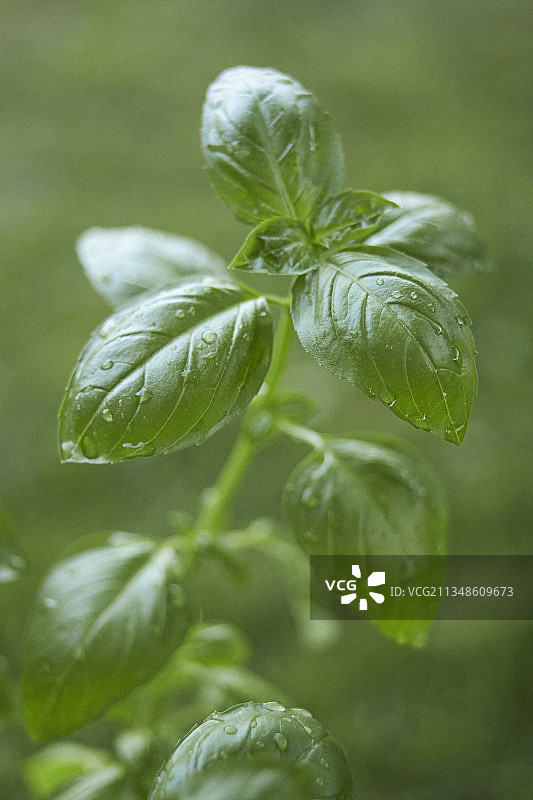 新鲜罗勒图片素材