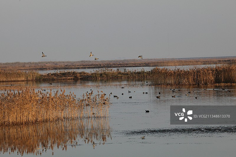 上海，崇明，东滩，白鹭，芦苇荡图片素材