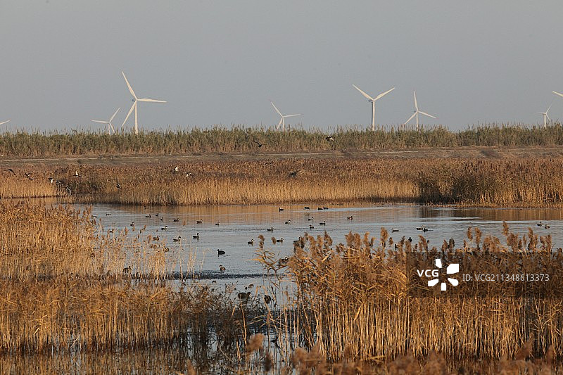 上海，崇明，东滩，白鹭，芦苇荡图片素材