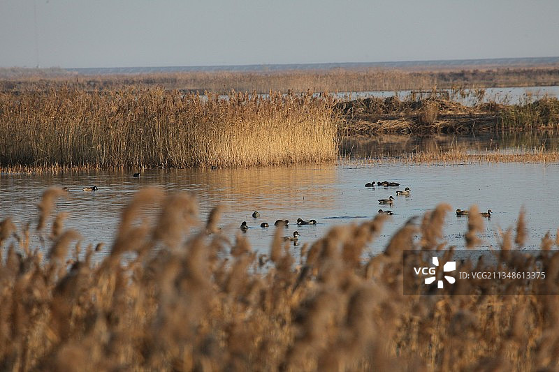 上海，崇明，东滩，白鹭，芦苇荡图片素材