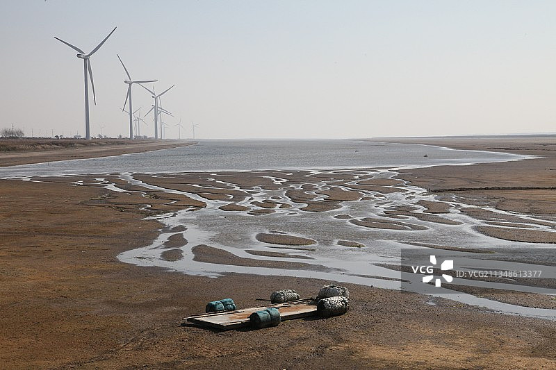 上海，崇明，东滩，白鹭，芦苇荡图片素材