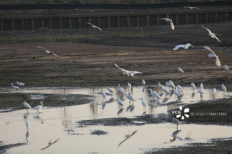 上海，崇明，东滩，白鹭，芦苇荡图片素材