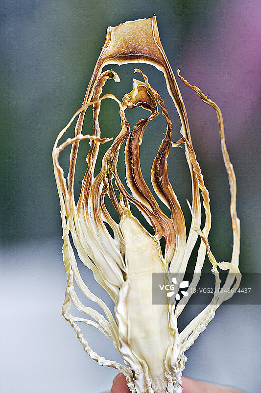 茴香分子料理图片素材