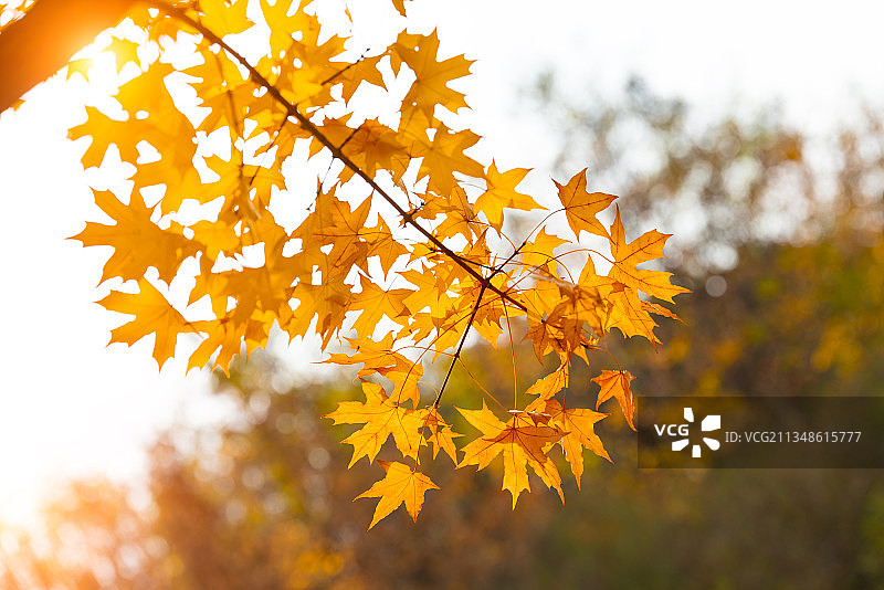 金黄色的枫叶图片素材