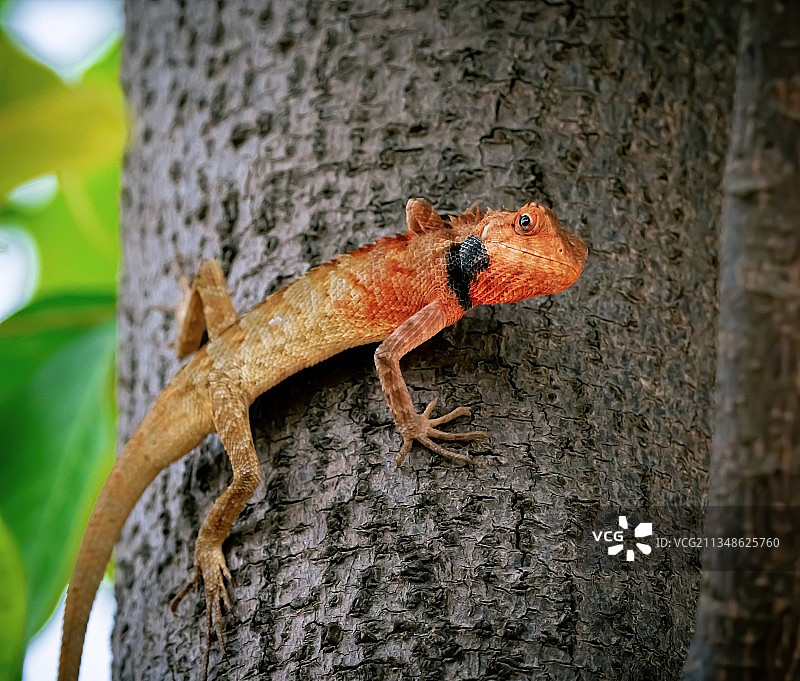 变色树蜥，回头一望图片素材