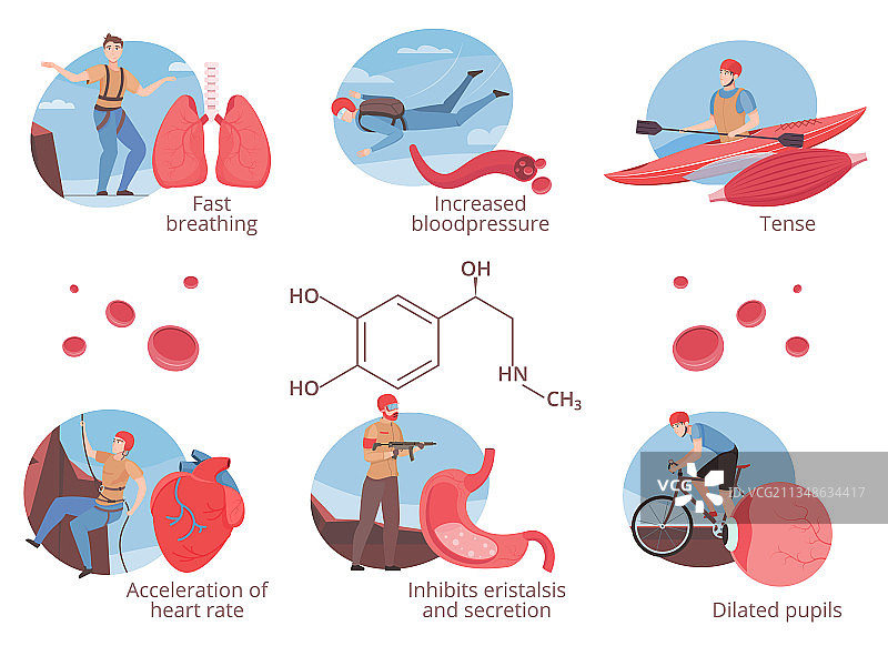肾上腺素激素套装图片素材