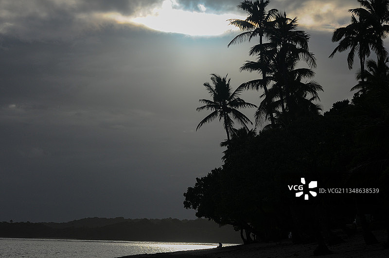 斐济萨武萨武热带雨林前的棕榈树和太平洋图片素材