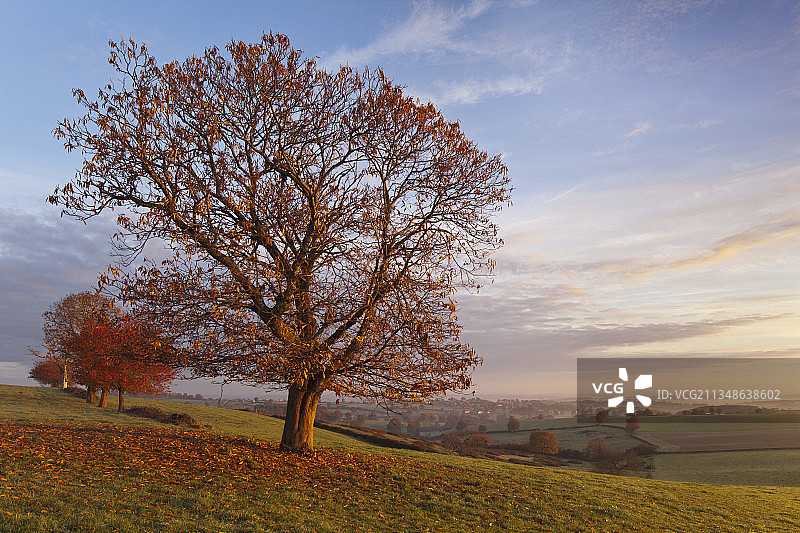 法国奥弗涅博旁山区日出时分草地上秋季橡树图片素材