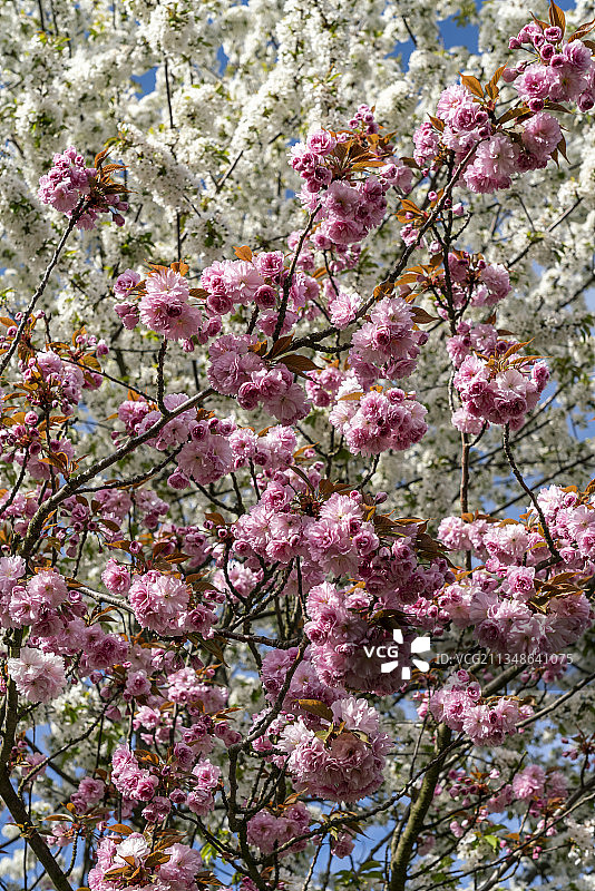 勃兰登堡泰尔托的樱花图片素材