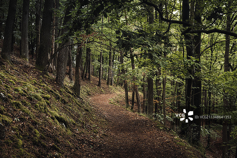 德国黑森州凯勒瓦尔德-埃德尔湖国家公园Daudenberg森林小路图片素材