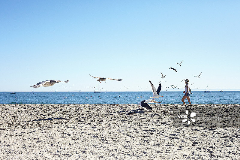 美国加利福尼亚州圣巴巴拉海滩上的海鸥和女子图片素材