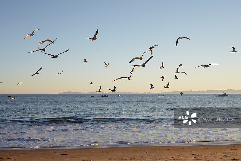 美国加利福尼亚州圣巴巴拉海滩的傍晚海鸥图片素材