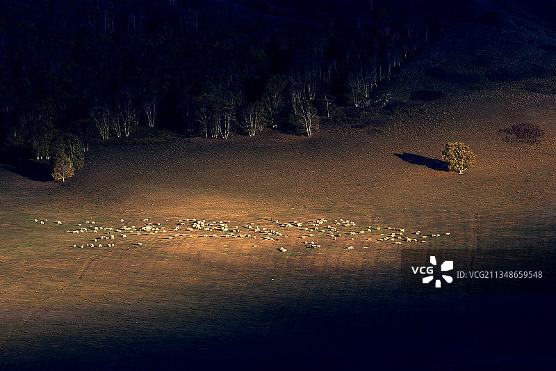 草原羊群图片素材