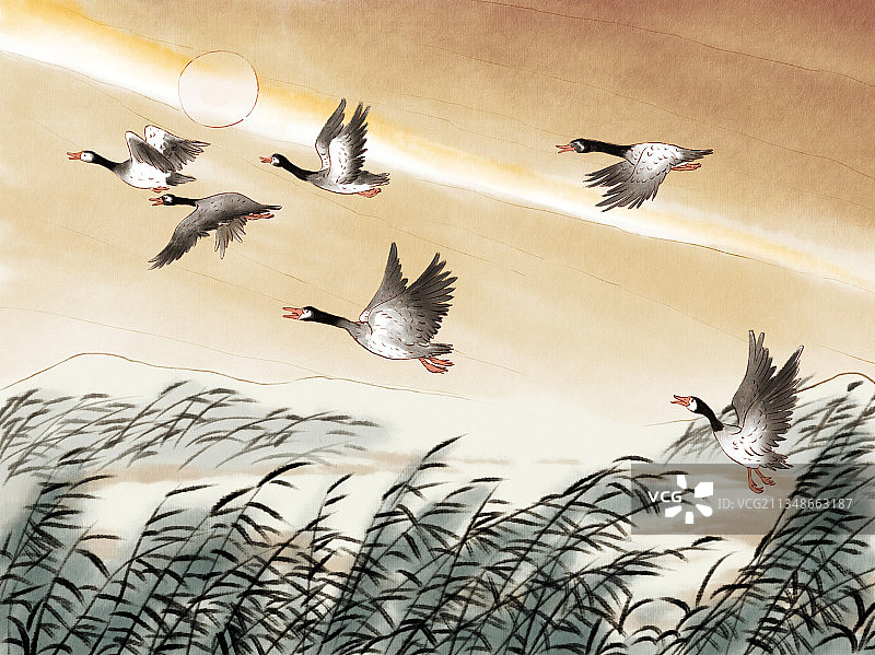 夕阳下起飞的大雁图片素材