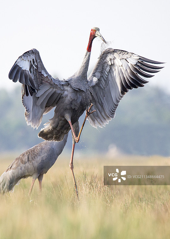 栖息在草地上的鸟儿特写图片素材