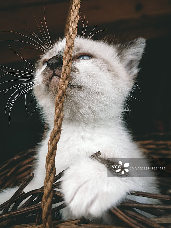 特写的猫图片素材