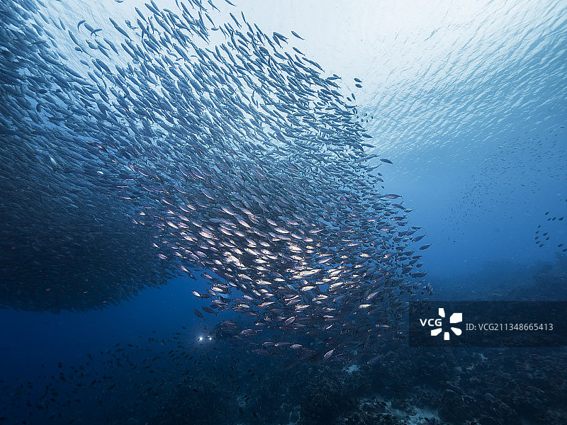水下游泳女人的仰视视角图片素材