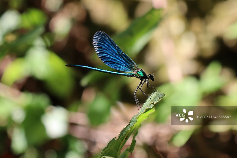 锡诺普植物上的豆娘特写，土耳其图片素材