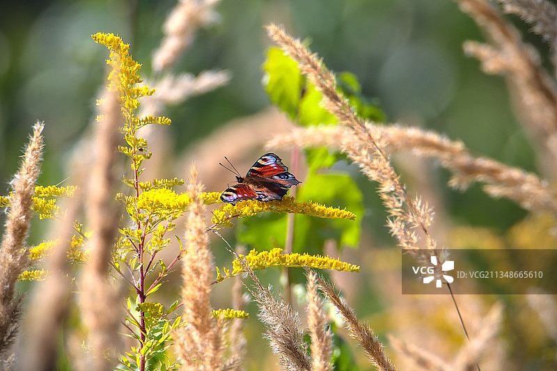 奥尔zesze蝴蝶采蜜特写，波兰图片素材