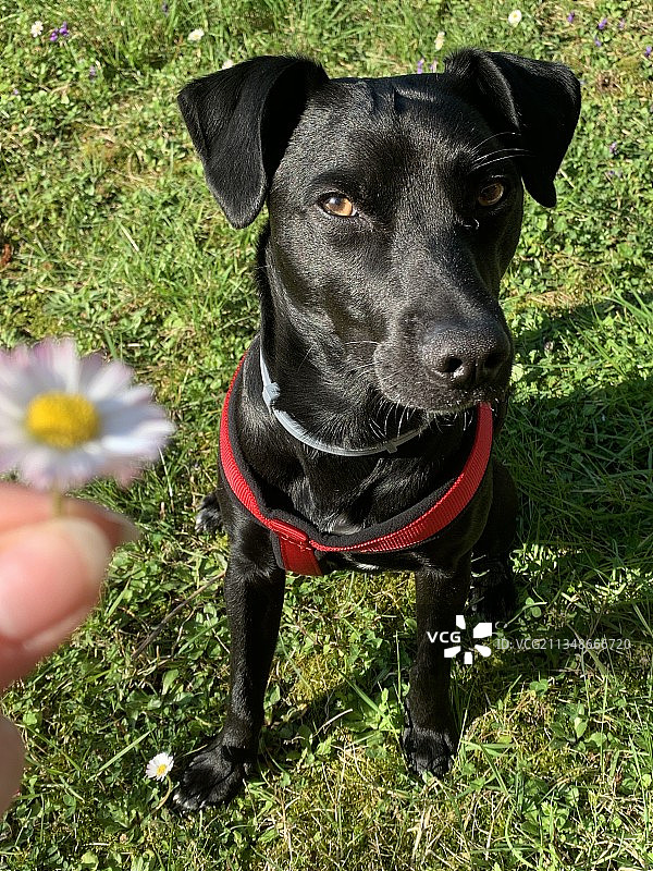 站在草地上的狗的俯视角度肖像，意大利佩鲁贾省图片素材