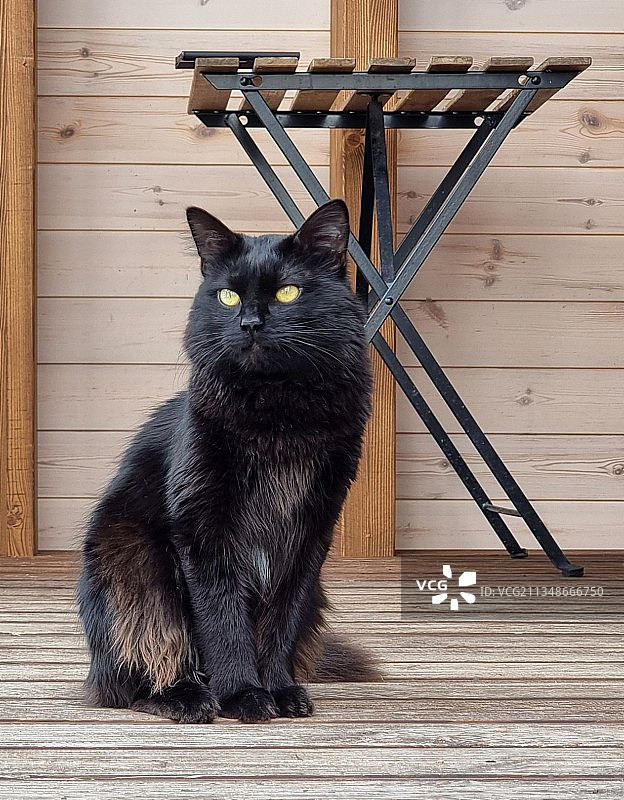 黑猫坐在木桌上的照片图片素材