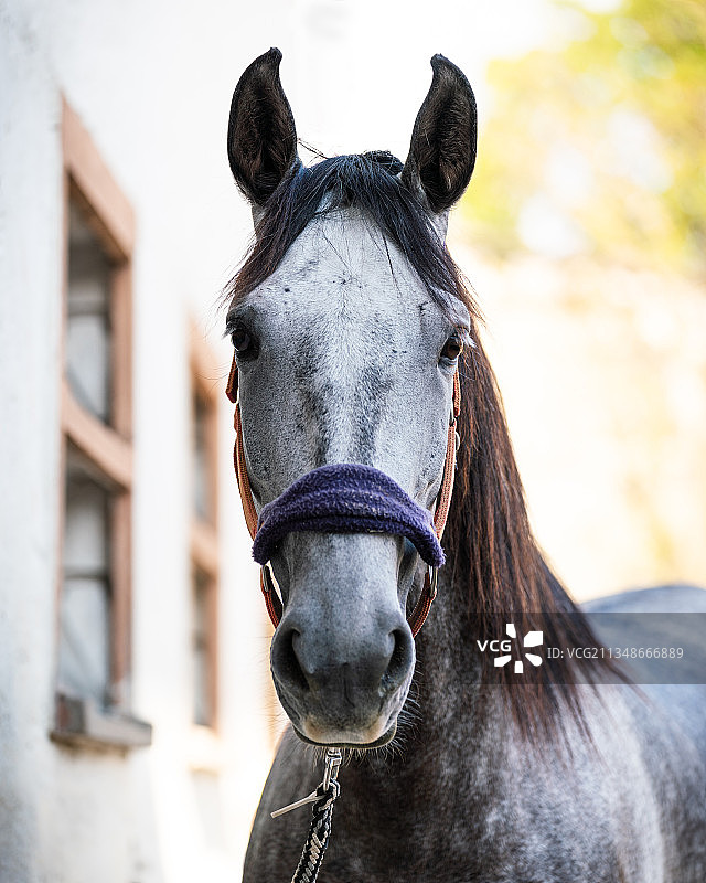 站在砖墙前的纯种马肖像，德国图片素材