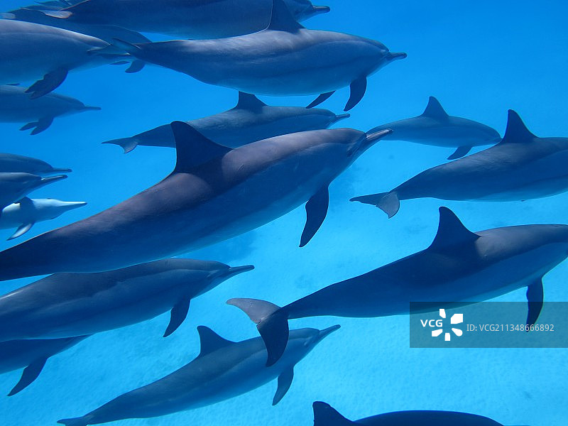鲱鱼在红海（埃及Marsa Alam）畅游特写图片素材