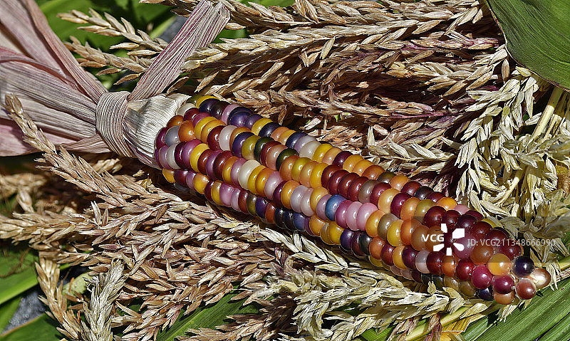 美国华盛顿州凯尔索的柳条筐里的玉米粒高角度视图图片素材