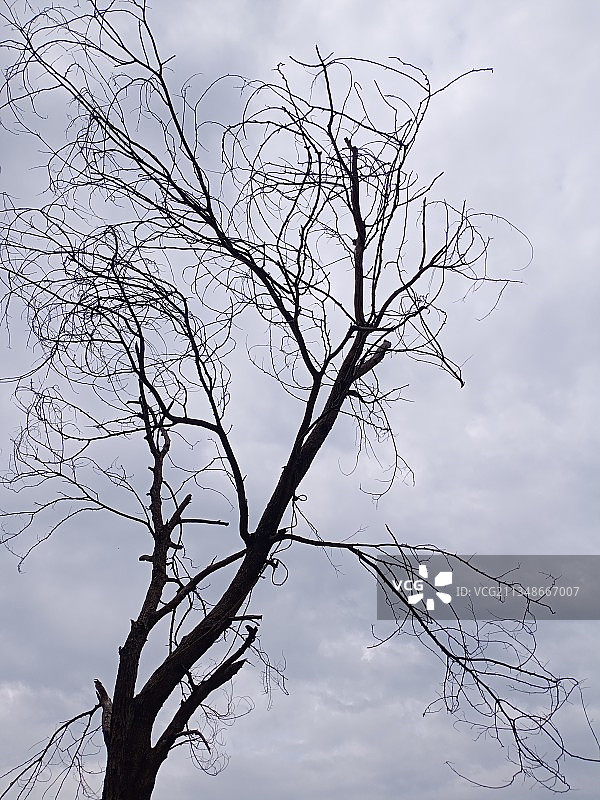 低角度的裸露的树对天空图片素材