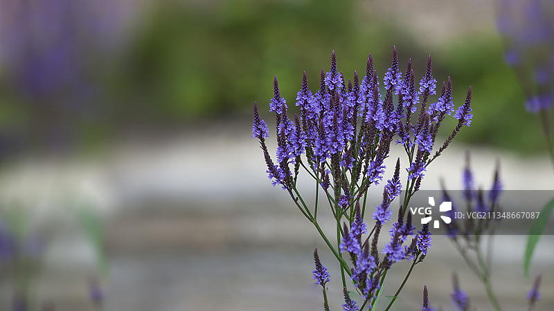 紫色开花植物特写，爱沙尼亚塔林图片素材
