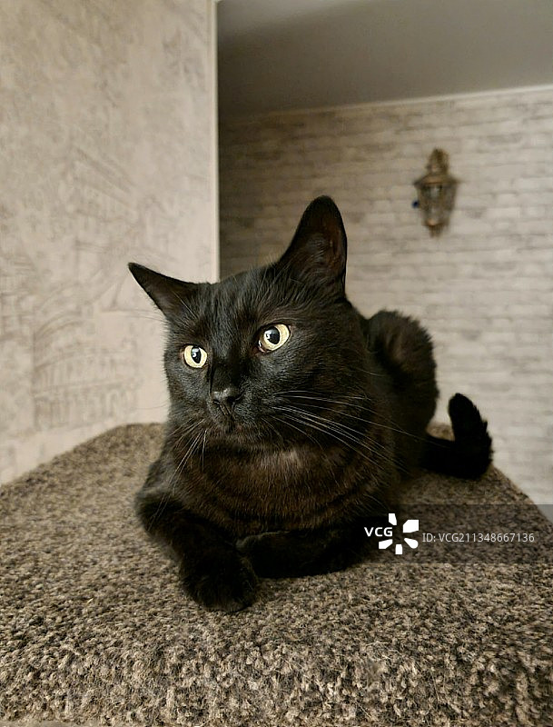 坐在地板上的黑猫肖像图片素材