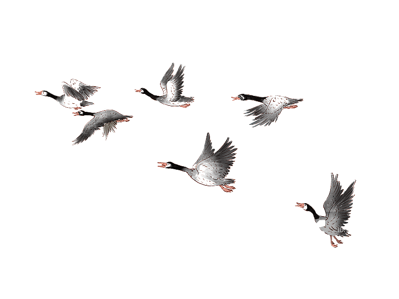 排队飞行的大雁图片素材