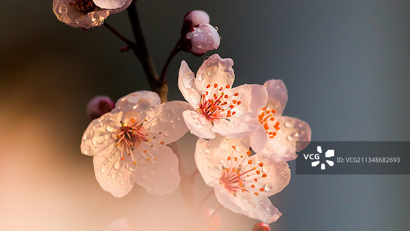 雨后斜阳映照梨花和桃花图片素材