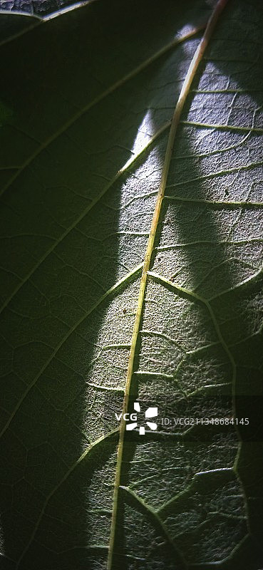 树叶特写图片素材