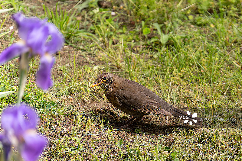 栖息在草地上的鸣禽热带鸟类特写图片素材