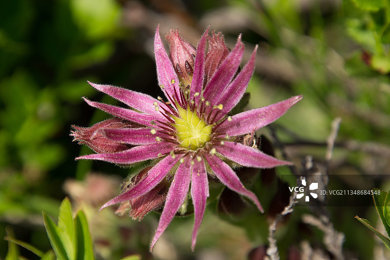 粉红色开花植物的特写图片素材