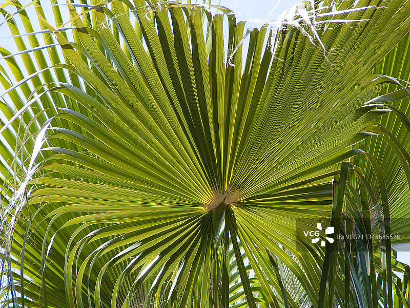 棕榈树叶的低角度景观图片素材