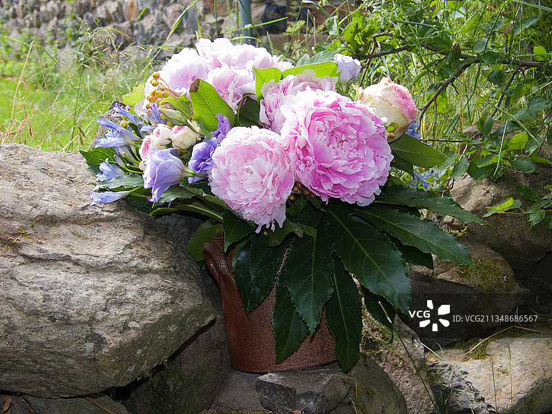 粉红色开花植物的特写图片素材