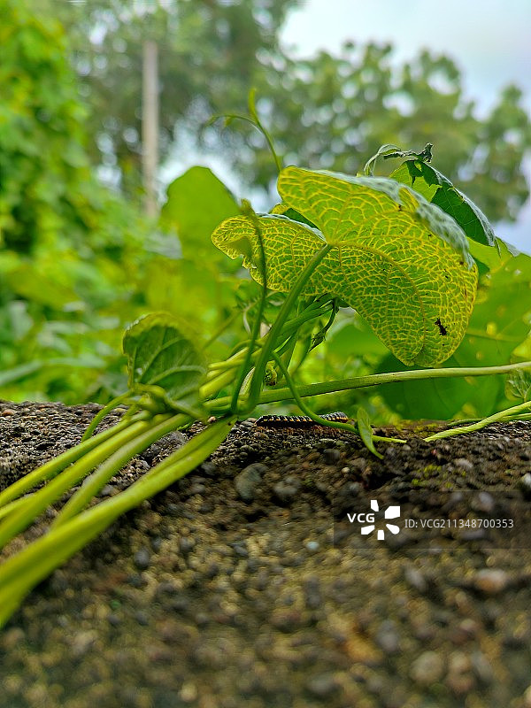 印度新鲜绿色植物特写图片素材