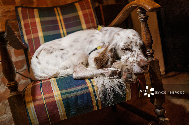 小狗在舒适房间的扶手椅上睡觉图片素材