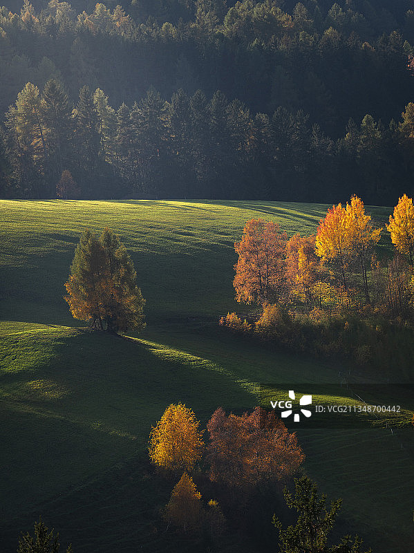 意大利南蒂罗尔秋季田野树木景观图片素材