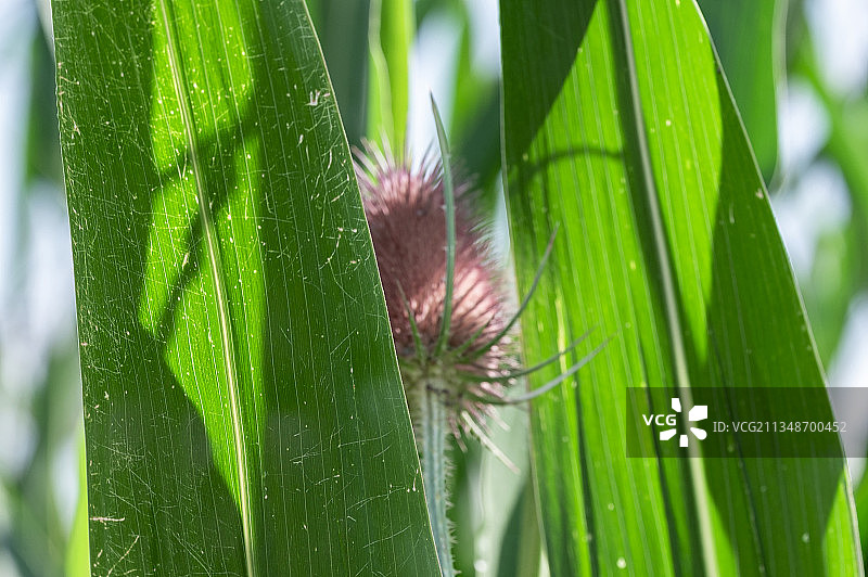 毛毛虫在植物上特写，德国沃尔察赫图片素材