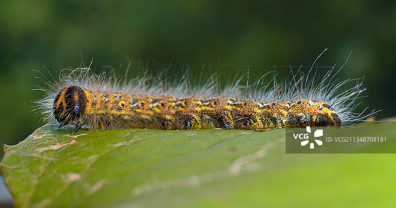 英国拉格比树叶毛毛虫特写图片素材