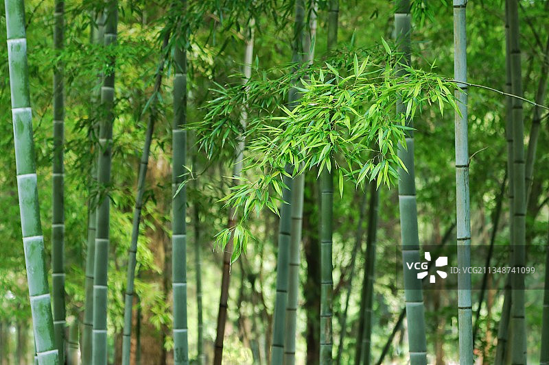 枝繁叶茂图片素材