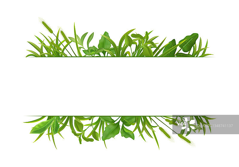 逼真的草叶边界图片素材