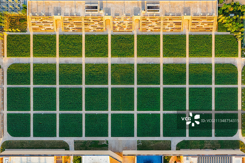 河南郑州中牟夏季高粱田地日落时分航拍正上方视角图片素材